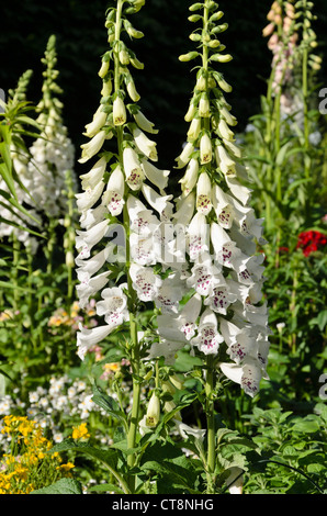 La digitale commune (Digitalis purpurea 'camelot') blanc Banque D'Images