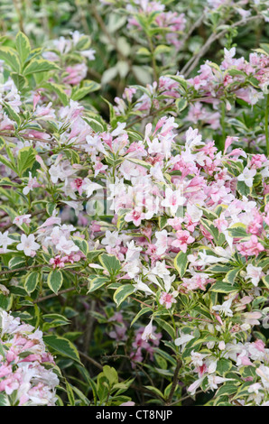 Weigela florida 'Variegata' Banque D'Images