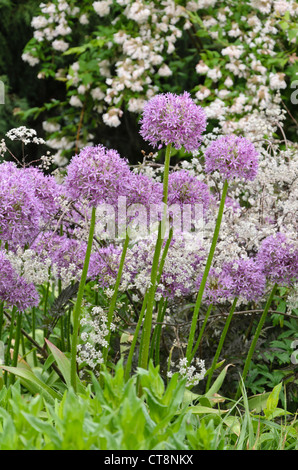 Oignon (Allium ornementales) et sauvages (cerfeuil Anthriscus sylvestris 'ravenswing') Banque D'Images