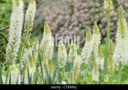 Eremurus himalaicus sétaire verte (Lily) Banque D'Images