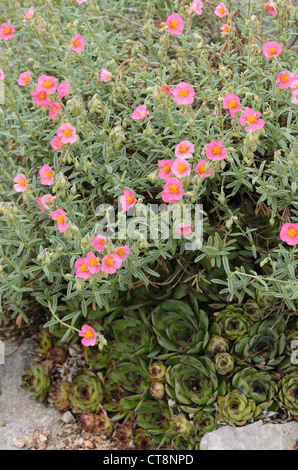 Politique rock rose helianthemum nummularium () Banque D'Images