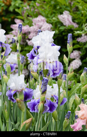 Tall bearded iris (IRIS barbata elatior 'slapstick') Banque D'Images