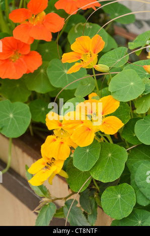 Capucine (Tropaeolum majus) Banque D'Images