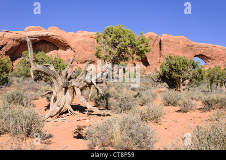 Utah) Genévrier (Juniperus osteosperma) à la fenêtre du sud, Arches national park, Utah, USA Banque D'Images