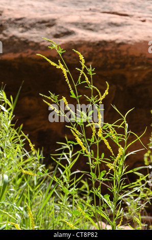 Mélilot jaune (Melilotus officinalis) Banque D'Images