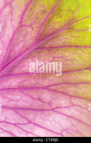 Brassica oleracea, chou, chou ornemental Banque D'Images