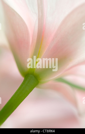 Tulipa tulipe Banque D'Images