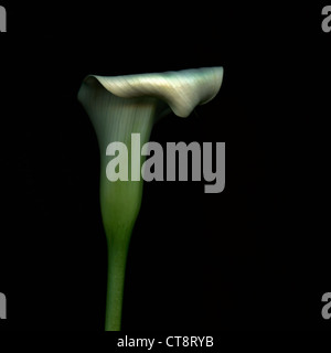 Lily Zantedeschia,,, d'arum calla lily Banque D'Images