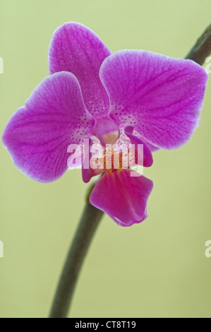 Orchidée Phalaenopsis, orchidée papillon, Banque D'Images