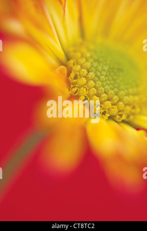 Chrysanthemum 'Roma', chrysanthème Banque D'Images