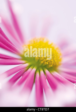 Chrysanthème Banque D'Images