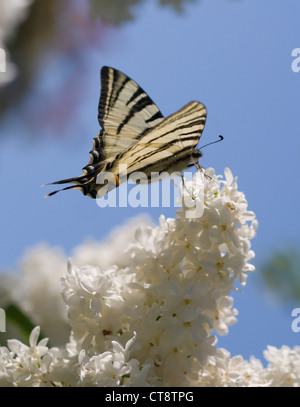 Syringa vulgaris, le lilas Banque D'Images