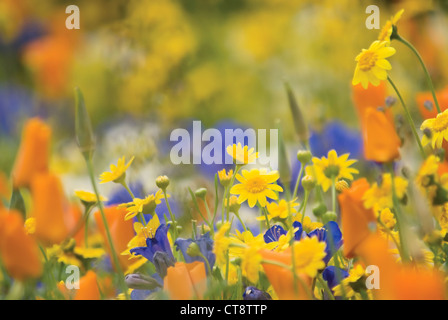 Chrysanthemum segetum, maïs marigold Banque D'Images