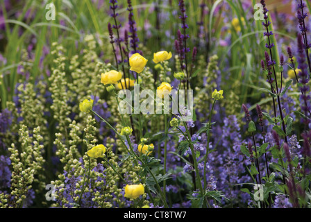 Trollius europaeus, Globeflower Banque D'Images