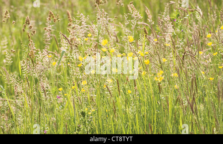 Holcus lanatus, Yorkshire herbe brouillard Banque D'Images