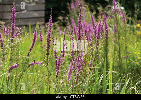 La salicaire Lythrum salicaria, Banque D'Images