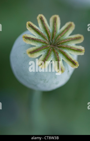 Papaver somniferum, coquelicot, le pavot à opium Banque D'Images