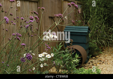 Verbena bonariensis, Verveine, verveine brésilien Banque D'Images