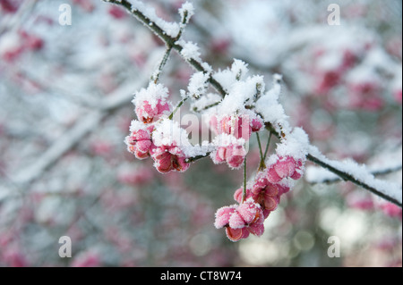 L'arbre de fusée, Euonymus europaeus, grappe de fleurs roses sur une branche avec une légère couche de neige. Banque D'Images