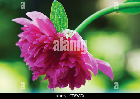 Paeonia, pivoine Banque D'Images