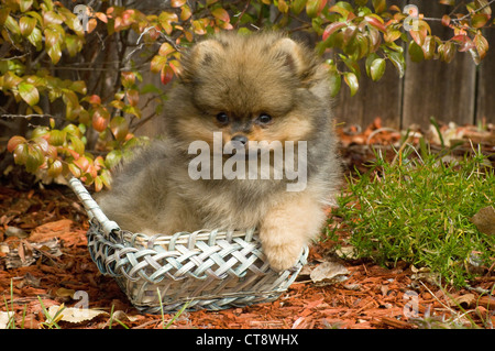 Chiot Pomeranian dans panier Banque D'Images