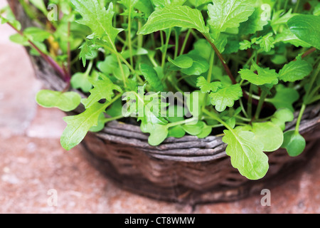 Eruca sativa, roquette, salade verte herbe poussant dans un panier en osier. Banque D'Images