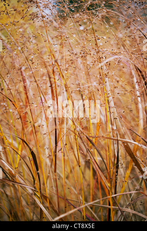 Panicum virgatum, le panic Banque D'Images