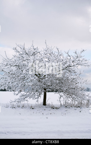 Quercus, chêne, Acorn Banque D'Images