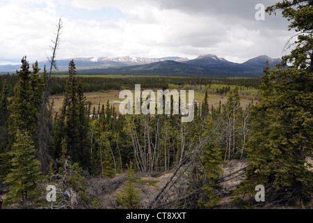 Montagnes et boggy forêt boréale de conifères près de la ville de Champagne, dans le territoire des Premières nations de Champagne et Aishihik, Yukon, Canada. Banque D'Images