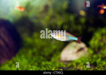 L'Rainbowfish Melanotaenia boesemani Boeseman Banque D'Images