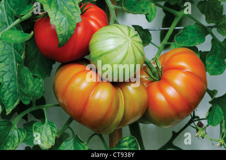 Lycopersicon esculentum 'Belriccio', tomate Banque D'Images