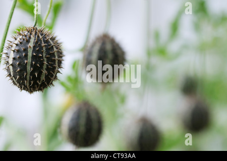 Cucumis ornamentale, concombre, ornementales Banque D'Images