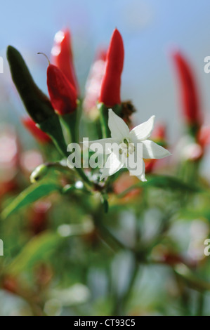 Capsicum annuum, Chili Banque D'Images