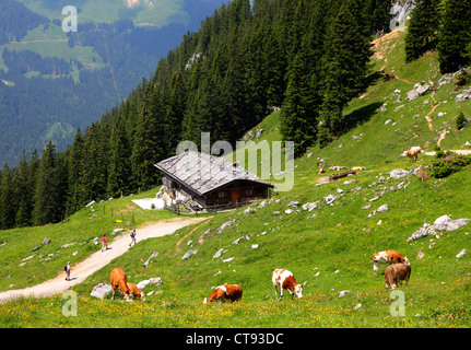 Chemin de randonnée de montagne dans les montagnes Mangfall, alpes bavaroises. Banque D'Images