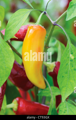 Capsicum annuum, Chili Banque D'Images