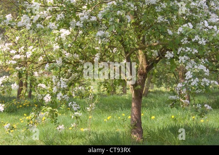 Malus domestica, Apple Banque D'Images