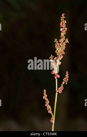 L'oseille commune (Rumex acetosa) Banque D'Images