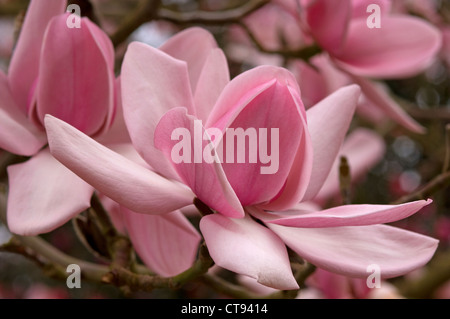 Magnolia, Magnolia campbellii Banque D'Images