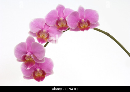 Orchidée Phalaenopsis, orchidée papillon, Banque D'Images