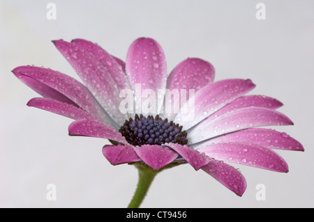 Ostéospermum, Cape daisy Banque D'Images