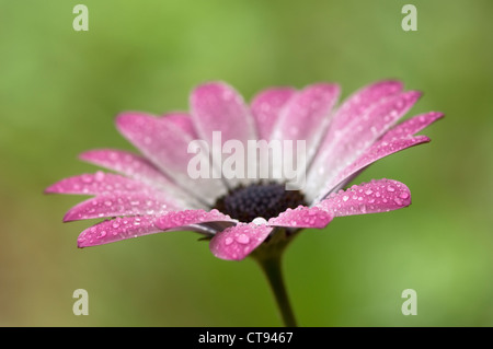 Ostéospermum, Cape daisy Banque D'Images