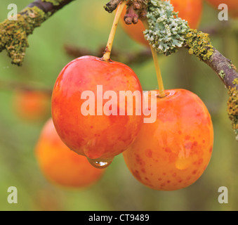 Prunus divaricata, Prune Banque D'Images