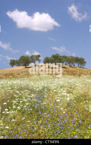 Cichorium intybus, la chicorée Banque D'Images