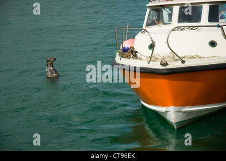 Les touristes se rendant sur le phoque dans le port de St Ives, Cornwall, England, UK Banque D'Images