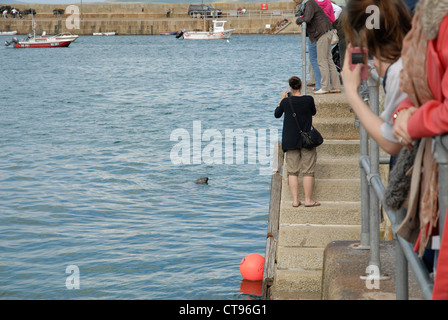 Friendly Seal qui pose pour les photos et visiter les touristes dans le port de St Ives, Cornwall, England, UK Banque D'Images