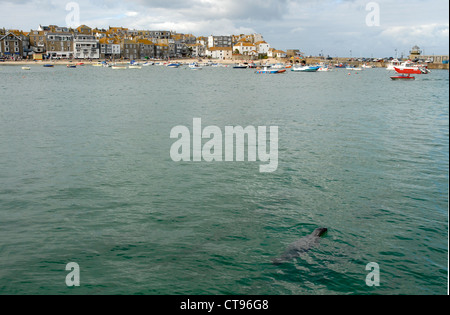 Les touristes se rendant sur le phoque dans le port de St Ives, Cornwall, England, UK Banque D'Images