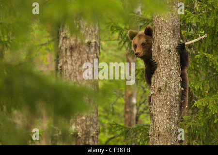 Ours brun, Ursus arctos, escalade arbre en forêt, Suomussalmi, Finlande Banque D'Images