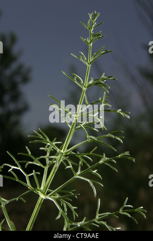 Photo : Steve Race - fenouil (Foeniculum vulgare) poussent à l'état sauvage en Catalogne, Espagne. Banque D'Images