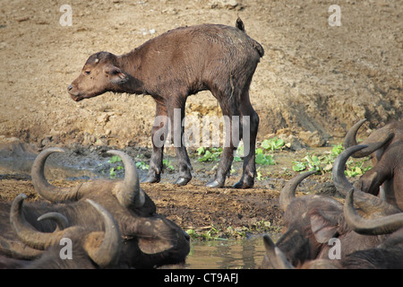 Un mignon bébé nouveau-né Buffle africain se distingue pour la première fois sur les rives de la Canal Kazinga en Ouganda, l'Afrique. Banque D'Images