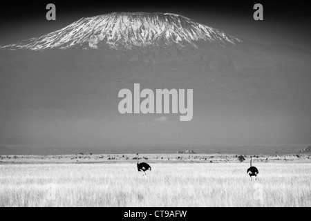 Une paire d'autruches sur les plaines herbeuses ci-dessous Kilimandjaro Banque D'Images